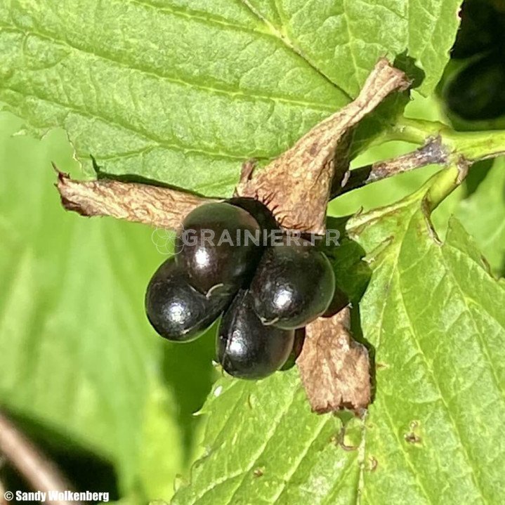 Faux Corète, Black Jetbead, Rhodotypos scandens image